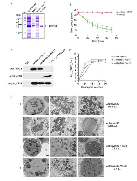 P33 Of Helicoverpa Armigera Single Nucleocapsid Nucleopolyhedrovirus Is