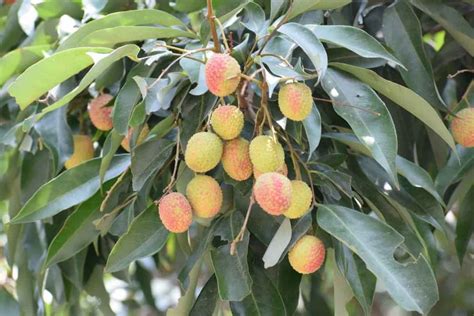 Best Practices To Grow Lychee Treesfruits Check How This Guide Helps