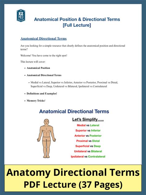 Anatomical Position Directional Terms PDF Definitions Diagrams