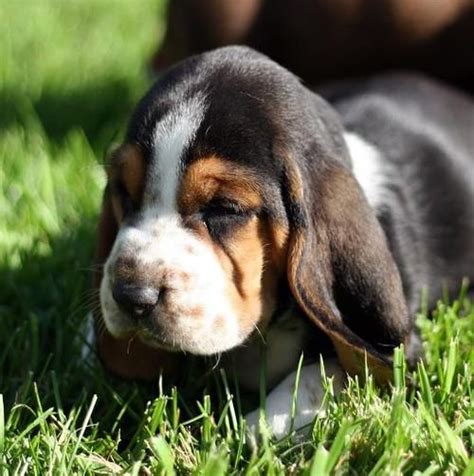 Precious Little Beagle Baby Basset Hound Hound Puppies Basset