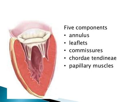 Anatomy Of Mitral Valve Echo Evaluation