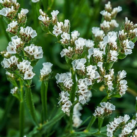 Lamsoor Statice Limonium Sinuata White Tuinplanten Den Kreupel