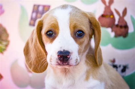 Lemon Beagle: Unveiling the Charm of a Citrus-Colored Canine