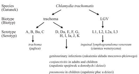 Chlamydia Trachomatis Microbiology Medbullets Step 42 Off