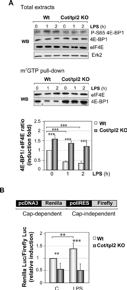 Cot Tpl Promotes Dissociation Of The E Bp Eif E Complex And