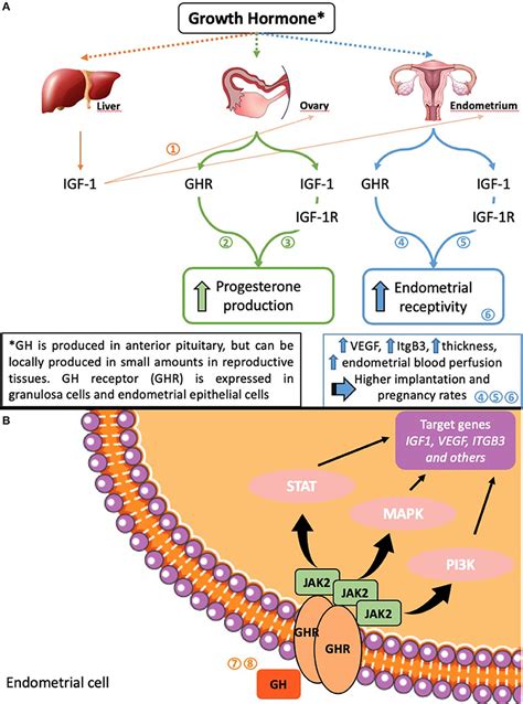 Frontiers Growth Hormone And Endometrial Receptivity