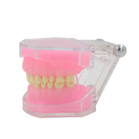 Teeth Model Dental Typodont Teeth Model Detachable Teeth Model For