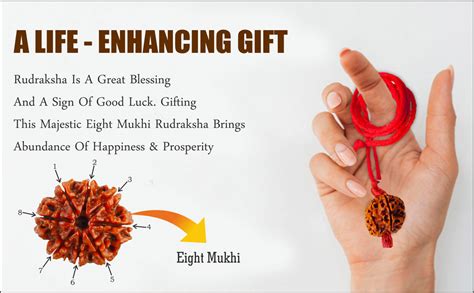 Saubhagya Global Eight Mukhi Lab Certified Siddha Rudraksha From