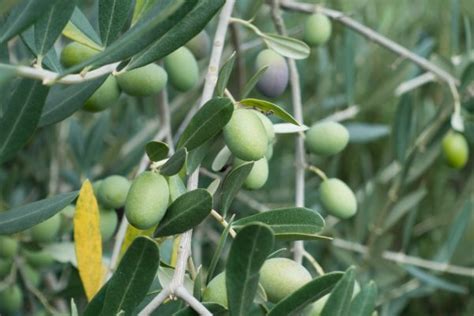 Olivo Inherba Il Mondo Delle Piante Aromatiche Oli Essenziali