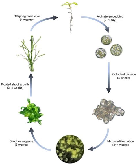 Protoplast Regeneration and Transformation - Lifeasible