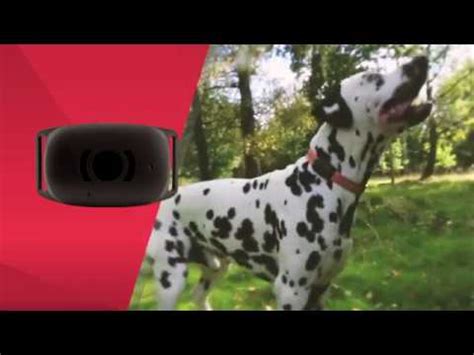 MiniFinder Atto | Sporingsbar GPS-tracker til hund, kat, hest og husdyr