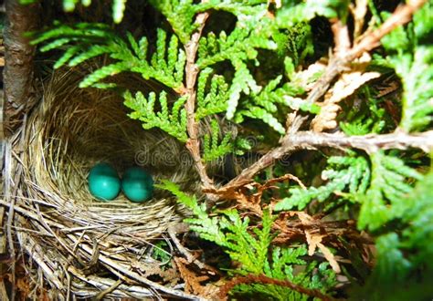 Two Blue Robins Eggs In Nest Decoration Stock Photo Image Of