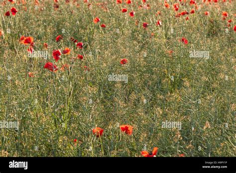 Poppy field, France Stock Photo - Alamy