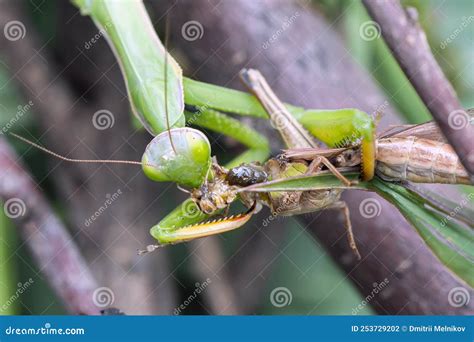 Green Praying Mantis With Prey Macro Photo Insect Hunter Praying