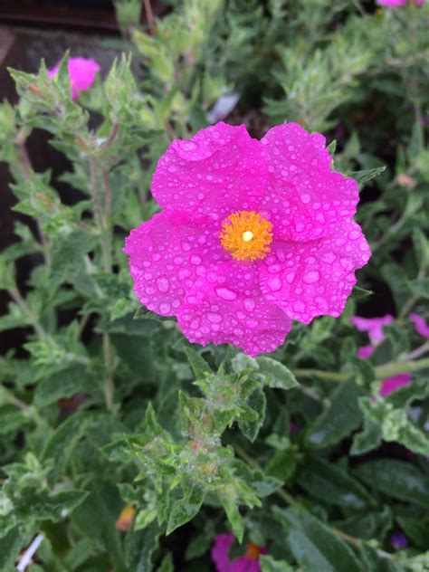 Cistus x crispatus 'Warley Rose' - Xera Plants