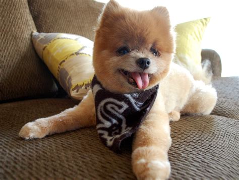 Cute Dogs - Dogs Photo (13883179) - Fanpop