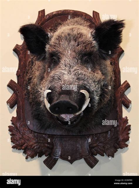 Wild boar trophy with big fangs Stock Photo - Alamy