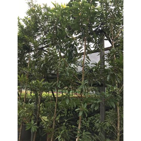 Buy Xanthostemon Chrysanthus Golden Penda Guan Lee Heng Landscaping