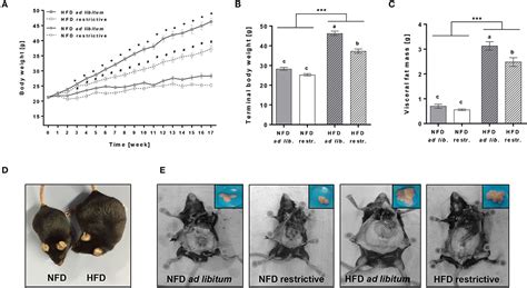 Frontiers High Fat Diet And Feeding Regime Impairs Number Phenotype And Cytotoxicity Of