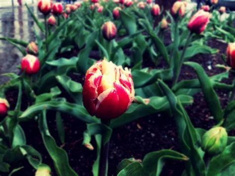 Premium Photo Tulips Blooming In Park