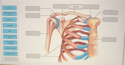 Solved The Pectoral Girdle And Associated Structures Drag The