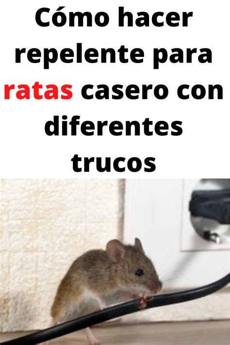 Cómo hacer repelente para ratas casero con diferentes trucos Artofit