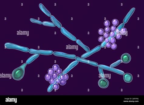 Candida Sp Immagini E Fotografie Stock Ad Alta Risoluzione Alamy