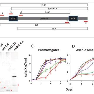 Growth Physiology Of Episomal Expression Of Mutant Centrin Proteins In