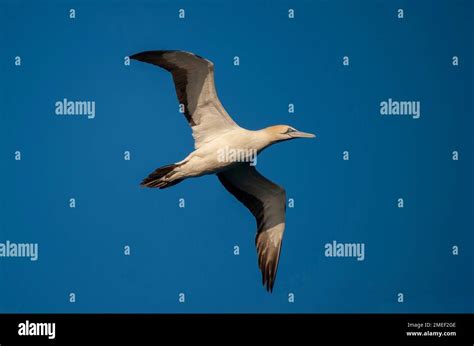 Cape Gannet Morus Capensis Flying Port St Johns Wild Coast Eastern