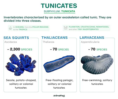 Tunicate Examples Characteristics Anatomy And Pictures