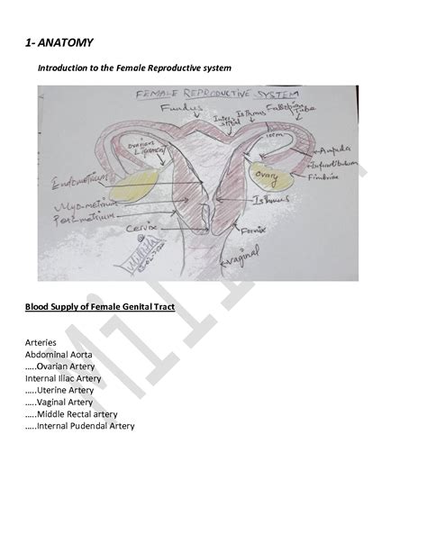 Solution Obs Gynae Anatomy Of Female And Male Reproductive System Short Notes Quick Revision