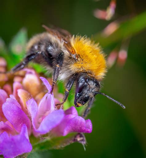 Closeup Photo of Bumble Bee on White Flowers · Free Stock Photo