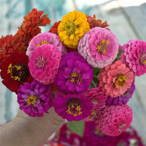 Lilliput Mix Zinnia – Pinetree Garden Seeds