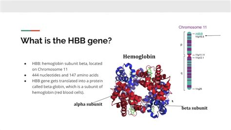 Group 50 Hbb Gene Youtube