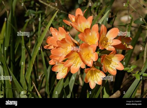 Clivia Minimata Hi Res Stock Photography And Images Alamy