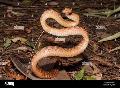 Brown Tree Snake In Striking Position Stock Photo Alamy