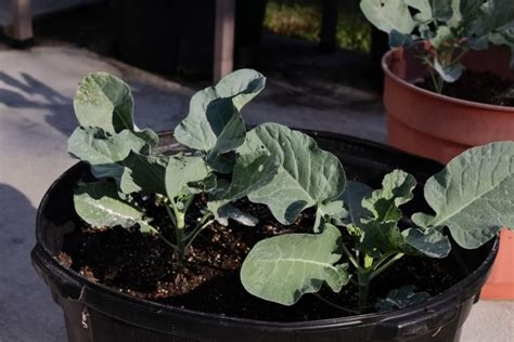 How To Grow Broccoli In Containers Helpful Care Tips