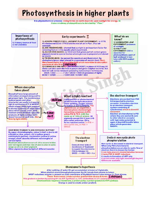 Photosynthesis in Plants mindmap | PDF