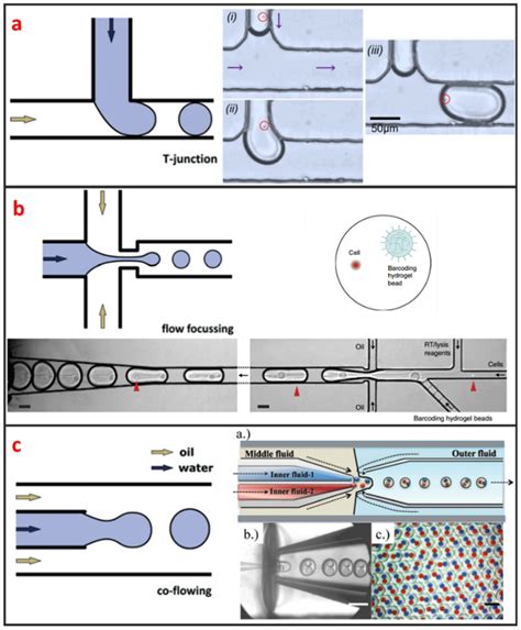 Micromachines Free Full Text Microfluidic Single Cell Manipulation