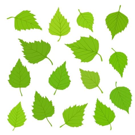 Листья березы на белом фоне весенний фон векторные иллюстрации ...