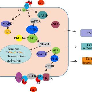 Er S Contribution To The Transcription Of Target Genes With The Help