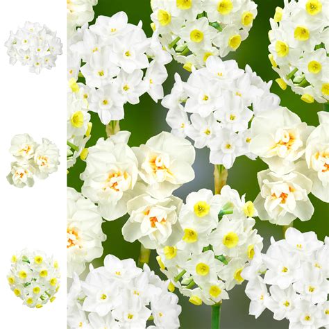 Bulb set for Daffodils | Bees and Butterflies