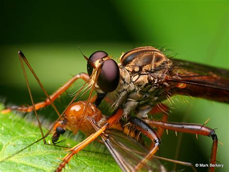 There's a game in that: Rainforest insects macro photographs