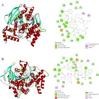 HE staining of the coronal section of the hippocampus in each group ... 
