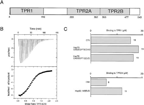 Figure From Structure Of Tpr Domainpeptide Complexes Critical