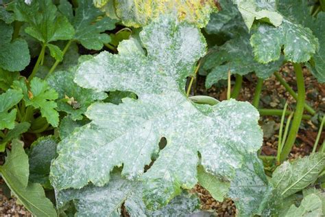 11 Zucchini Pests And How To Get Rid Of Them Plant Food At Home