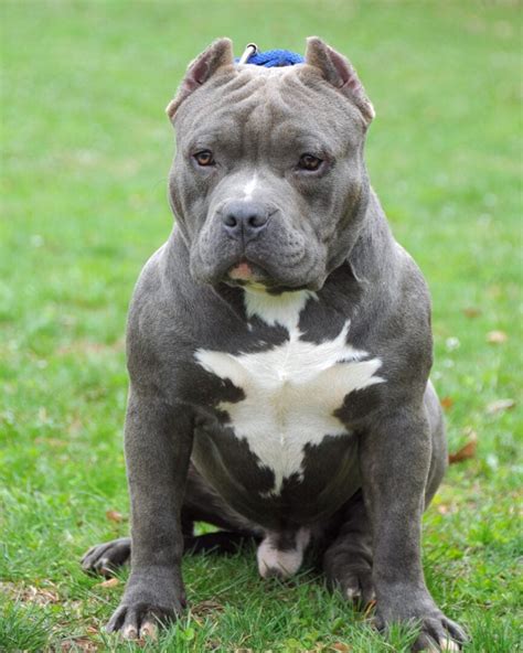 Blue American Bully Info, Pictures, Genetics, Facts, FAQ & More