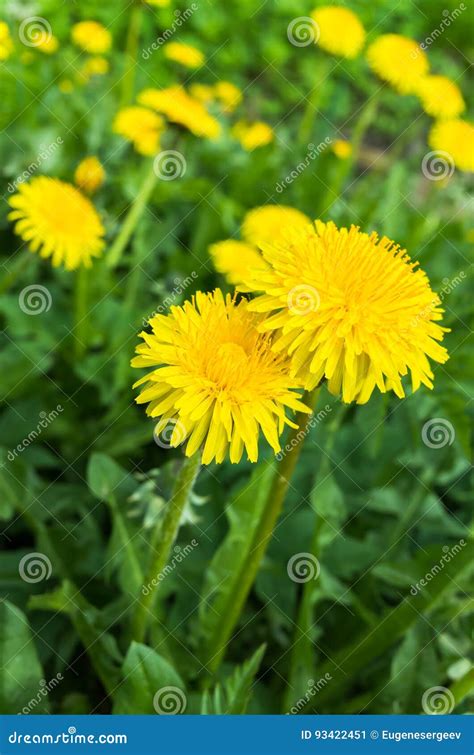 Fresh Bright Yellow Dandelion Flowers In Spring Stock Image Image Of