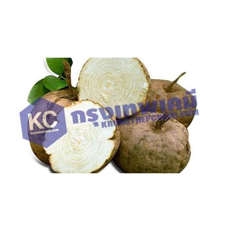 Pueraria Extract สารสกัดกวาวเครือขาว เกรดอาหาร Food Grade Kc