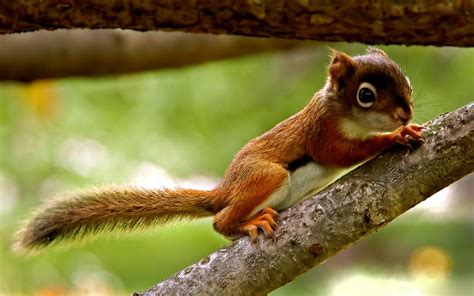 Baby Squirrel Wallpaper - WallpaperSafari